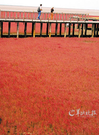 遼寧盤錦紅海灘，面積達9萬畝